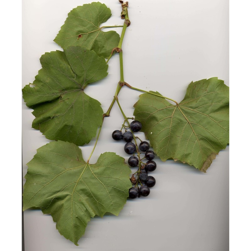 vitis riparia michx.