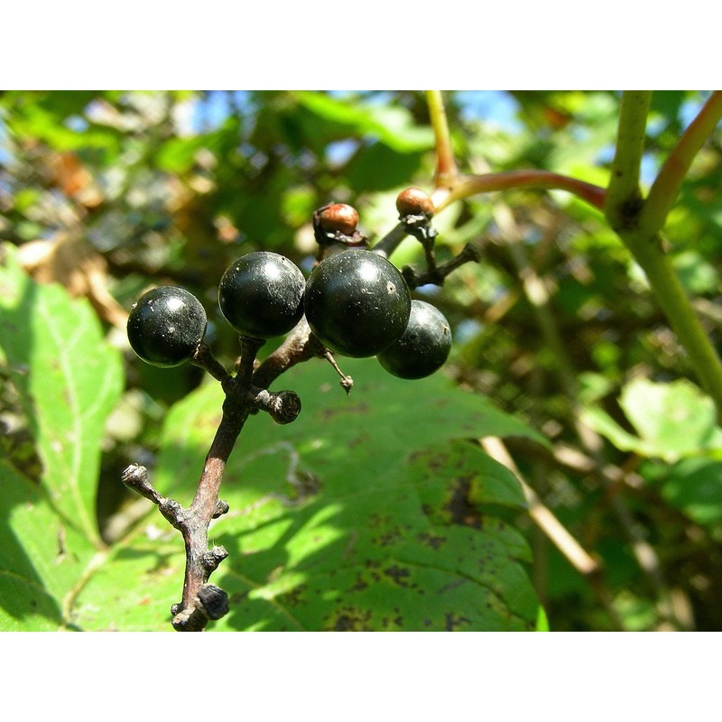 vitis riparia michx.