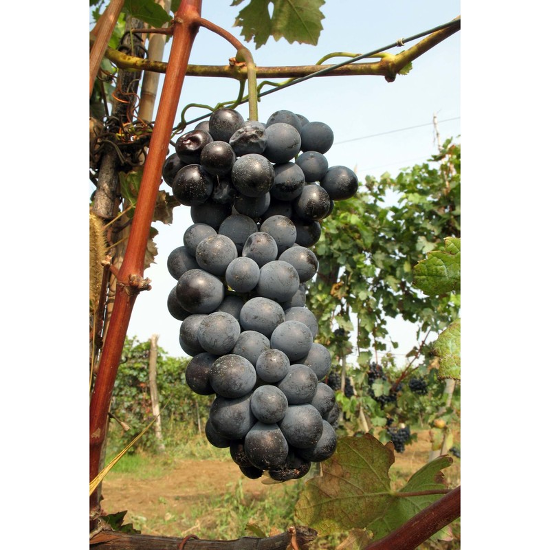 vitis vinifera l.