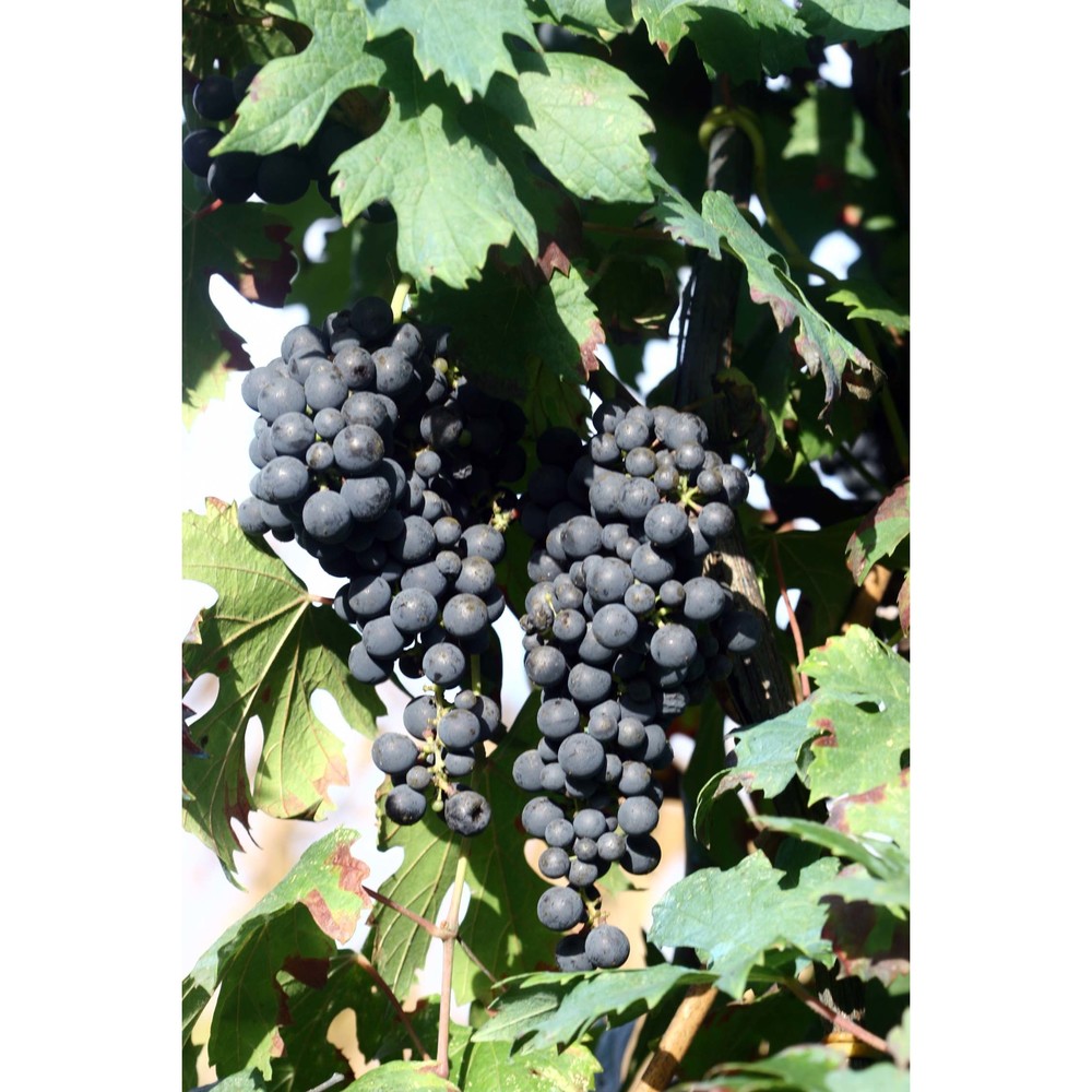 vitis vinifera l.