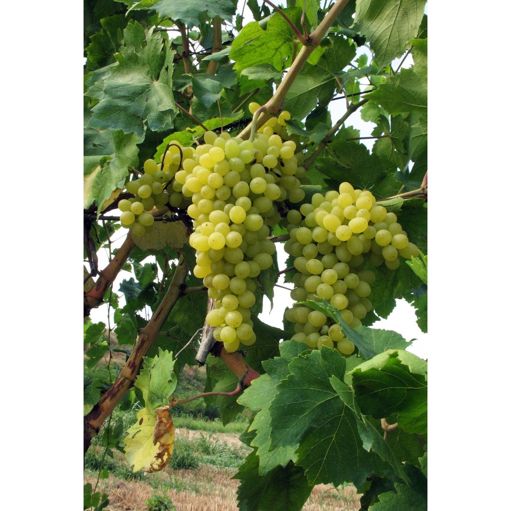 vitis vinifera l.