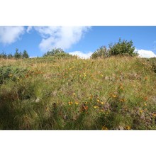 hypericum ×desetangsii lamotte