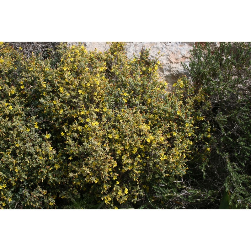 hypericum aegypticum l. subsp. webbii (spach) n. robson