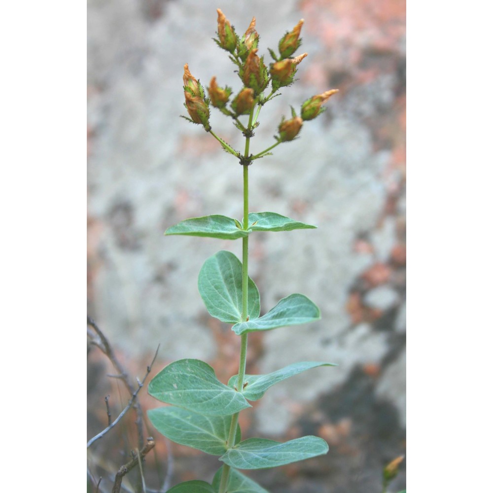 hypericum annulatum moris