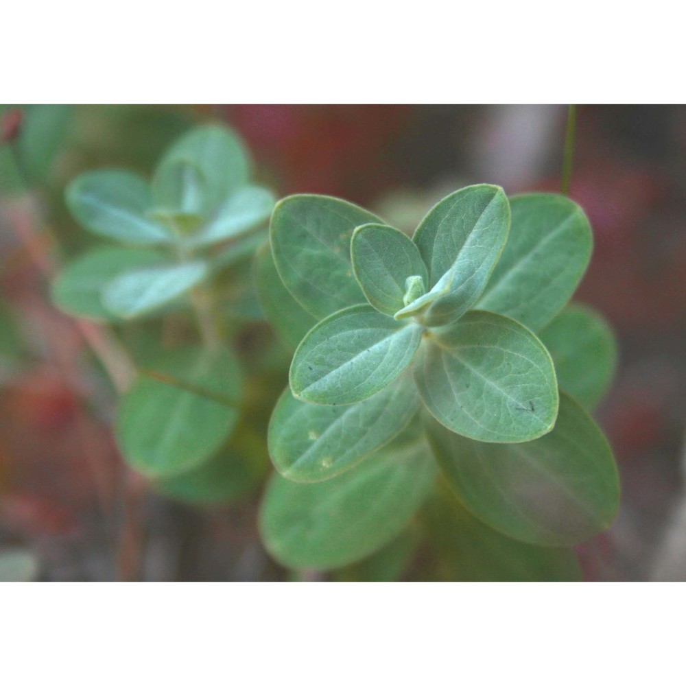 hypericum annulatum moris