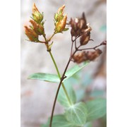 hypericum annulatum moris