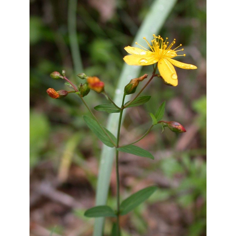 hypericum australe ten.