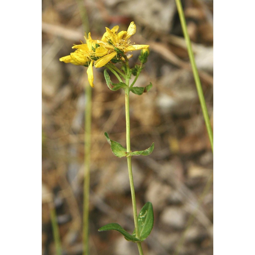 hypericum australe ten.