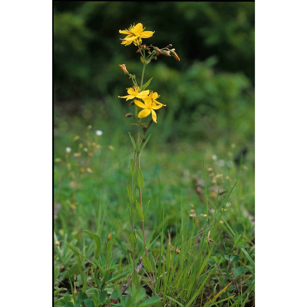 hypericum australe ten.