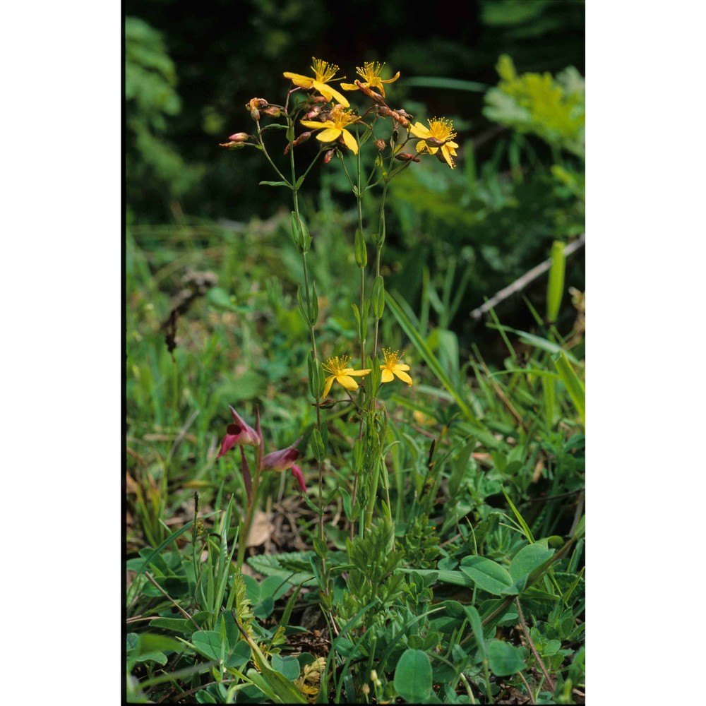 hypericum australe ten.