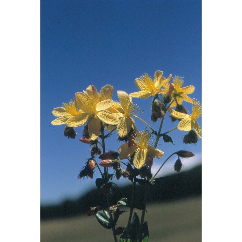 hypericum calabricum spreng.