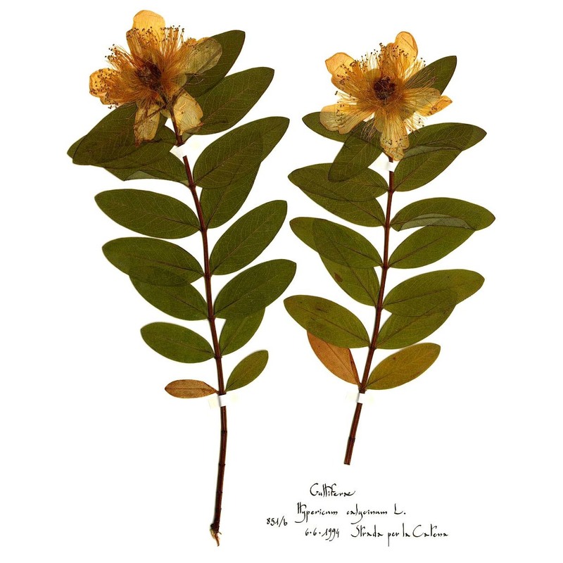 hypericum calycinum l.