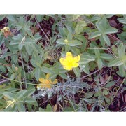 hypericum calycinum l.