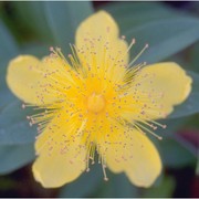 hypericum calycinum l.