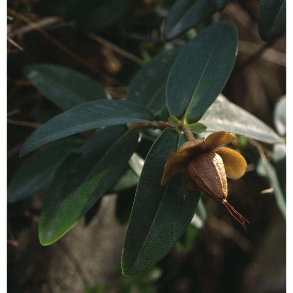 hypericum calycinum l.