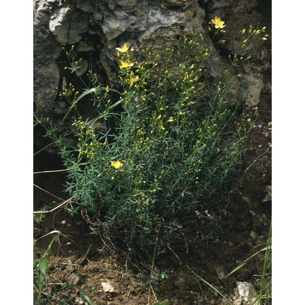 hypericum coris l.