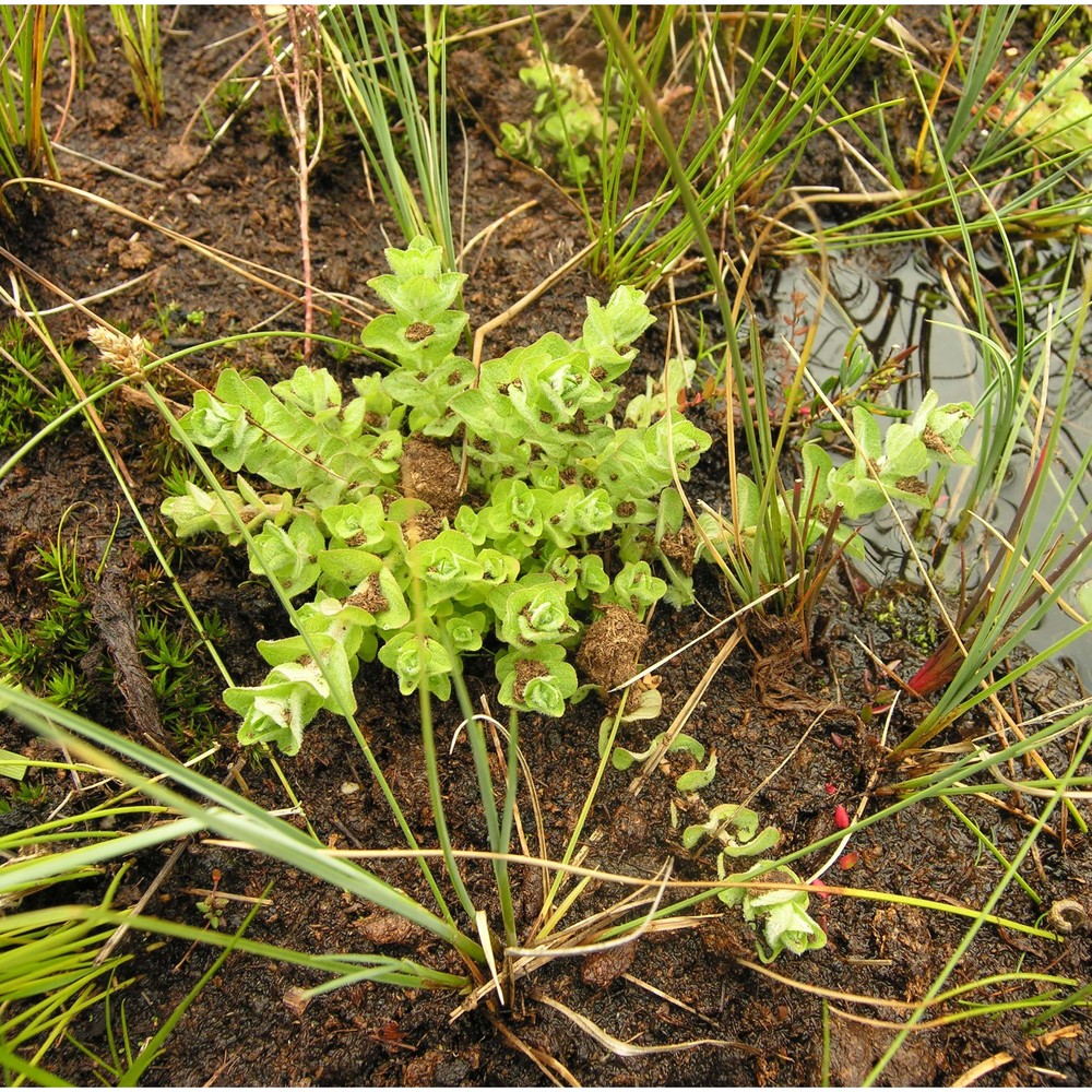 hypericum elodes l.