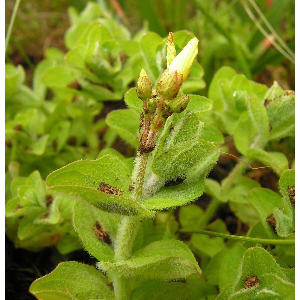 hypericum elodes l.