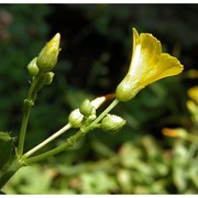 hypericum elodes l.