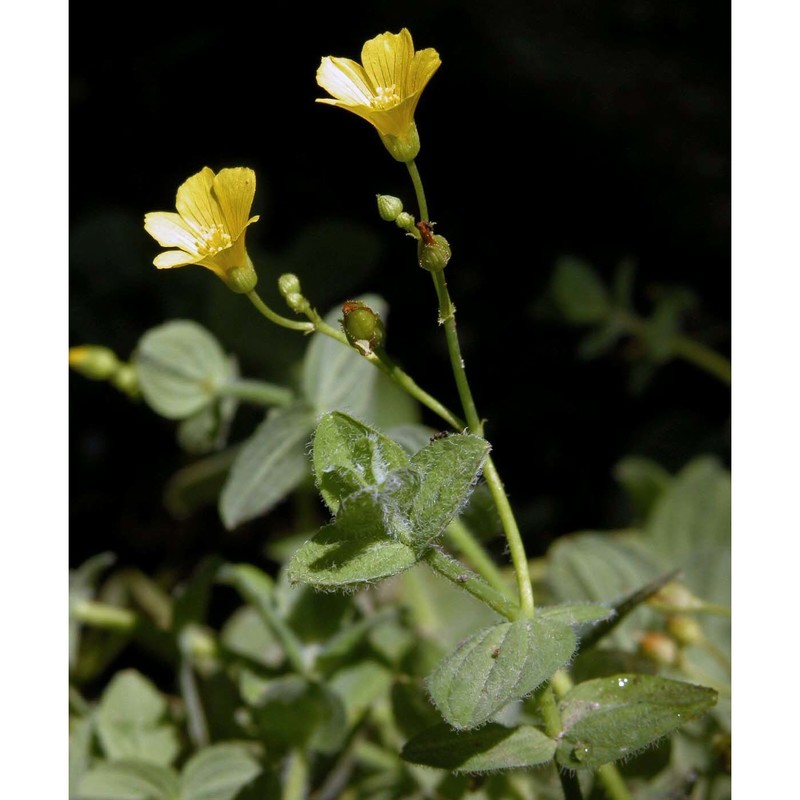 hypericum elodes l.