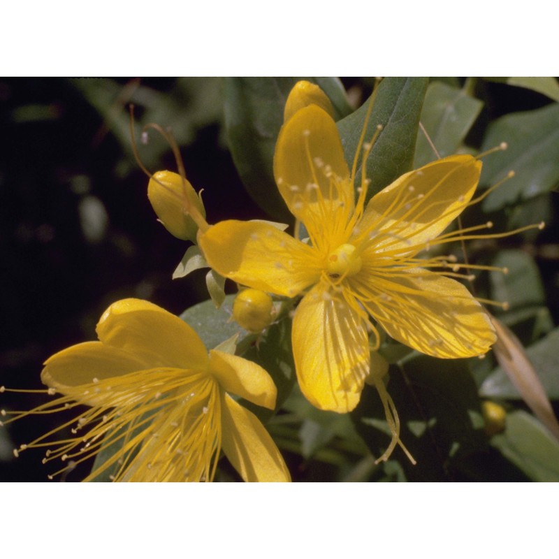 hypericum hircinum l.