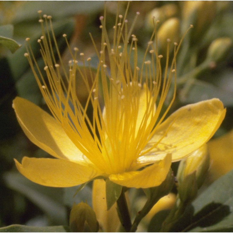 hypericum hircinum l.