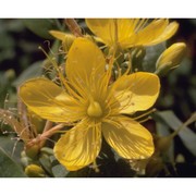 hypericum hircinum l.