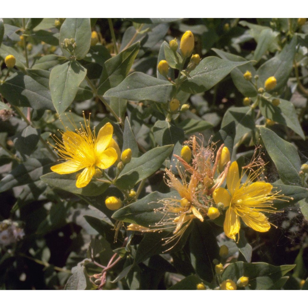 hypericum hircinum l.