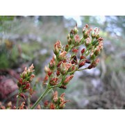 hypericum hirsutum l.