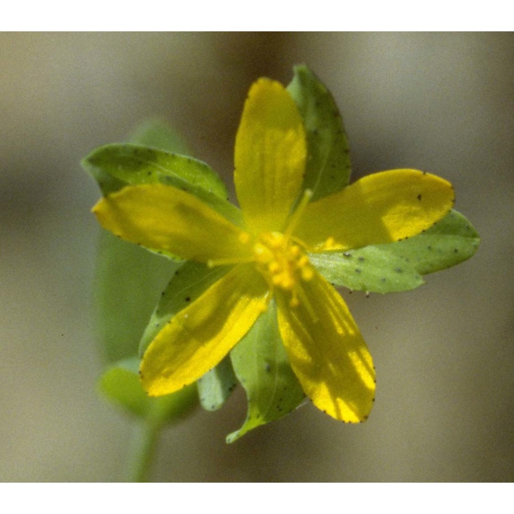 hypericum humifusum l.