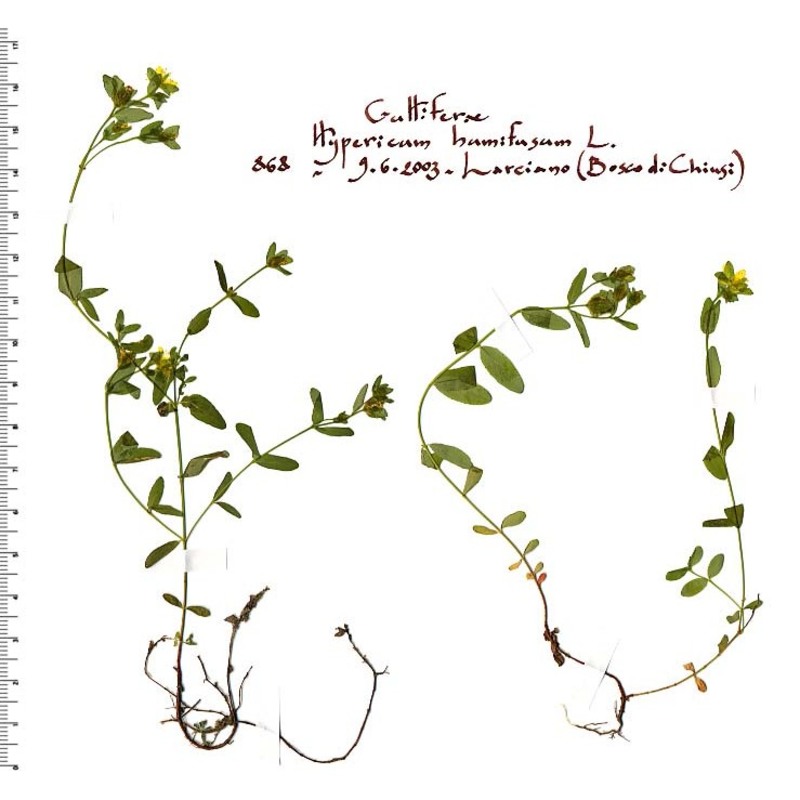 hypericum humifusum l.