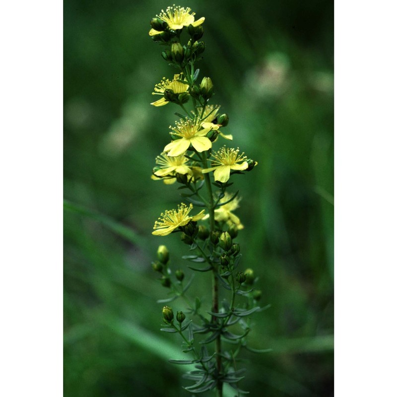 hypericum hyssopifolium chaix