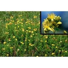 hypericum maculatum crantz