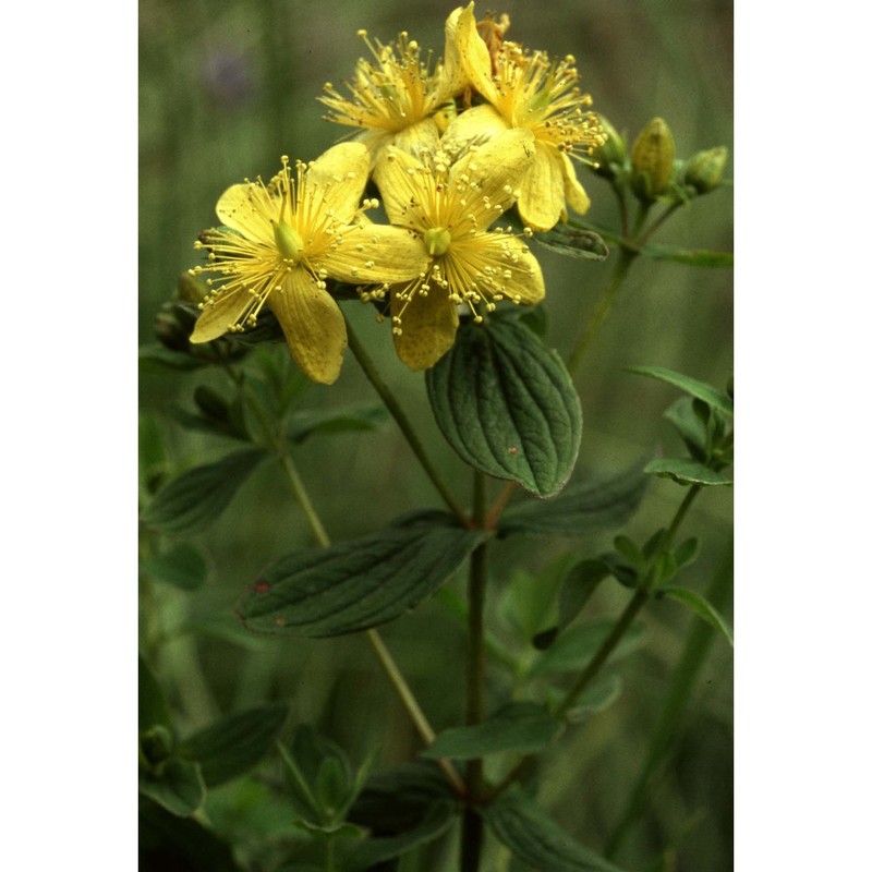 hypericum maculatum crantz