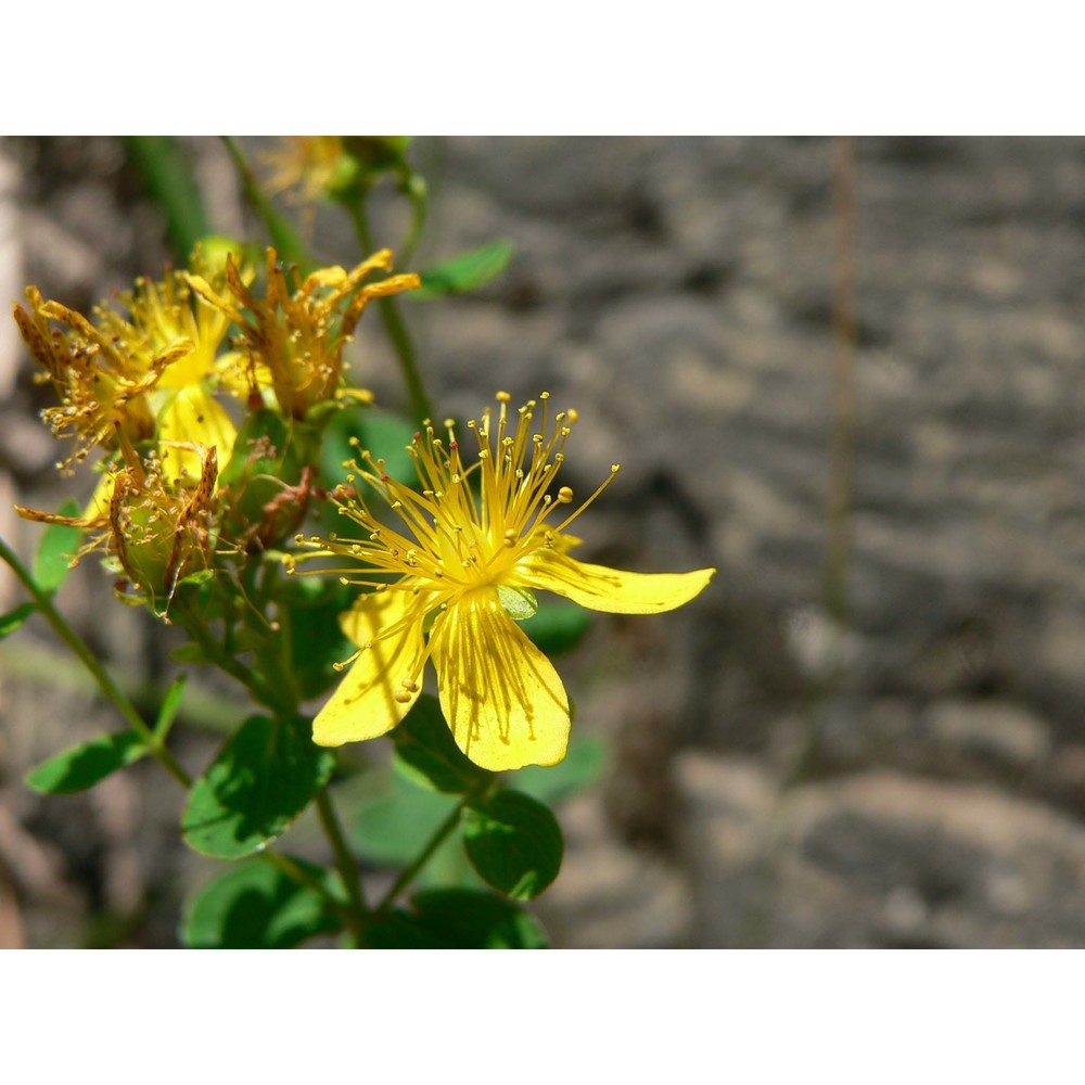 hypericum maculatum crantz