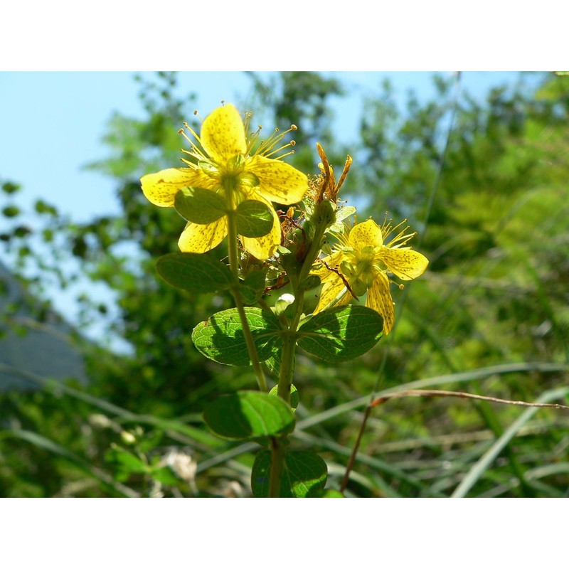 hypericum maculatum crantz