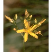 hypericum montanum l.