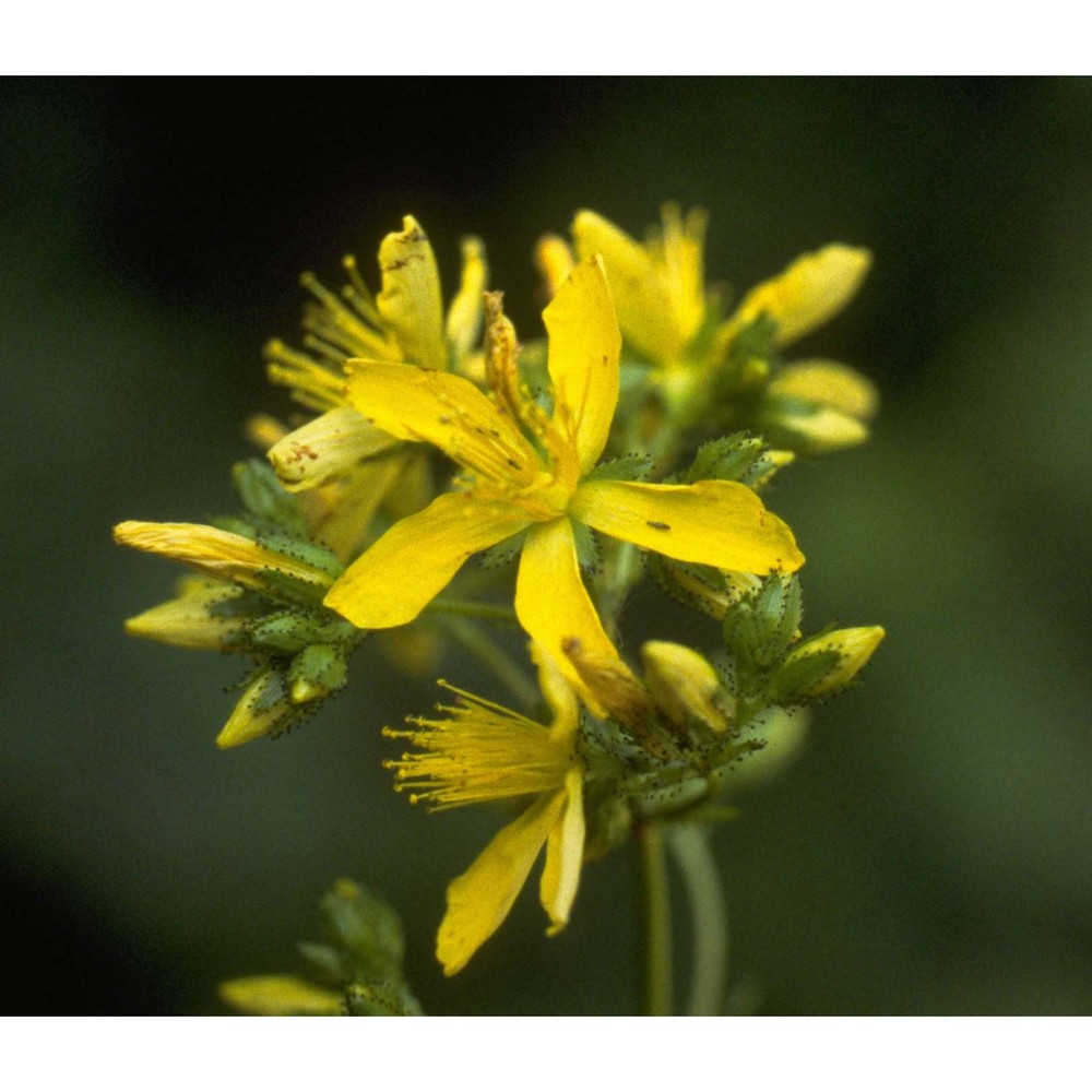 hypericum montanum l.