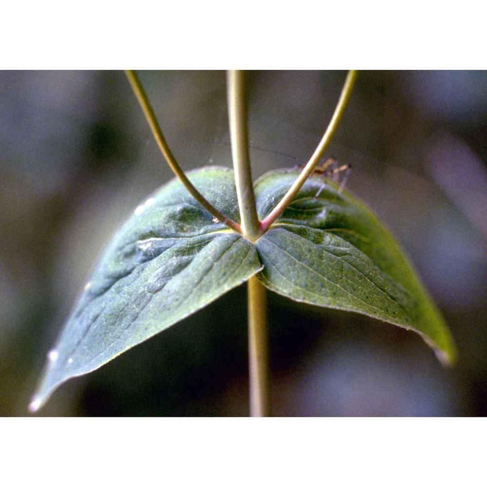 hypericum montanum l.