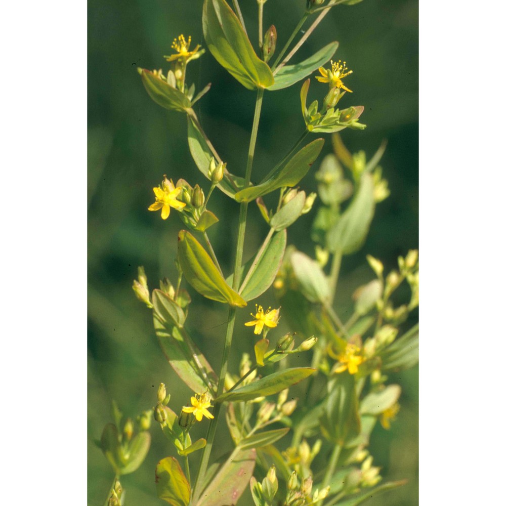 hypericum mutilum l.