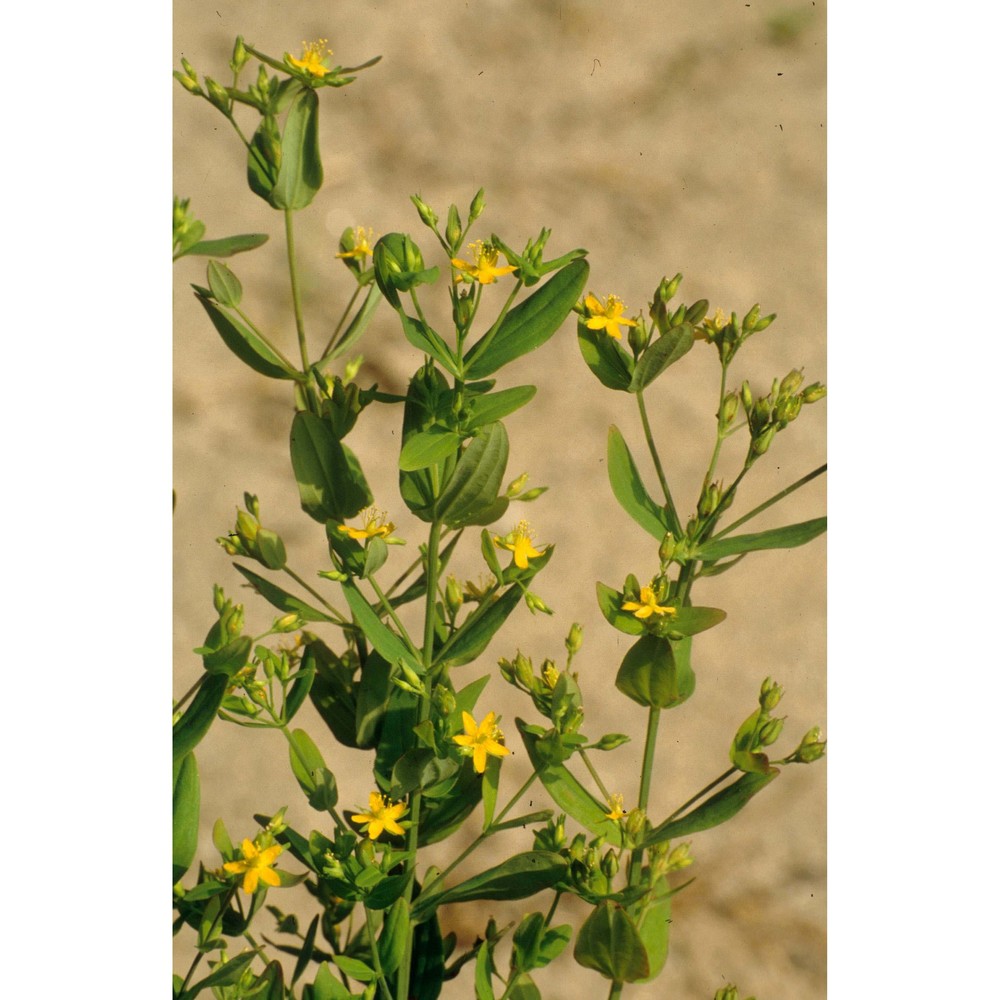 hypericum mutilum l.