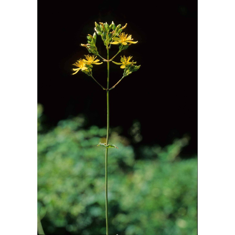 hypericum perfoliatum l.