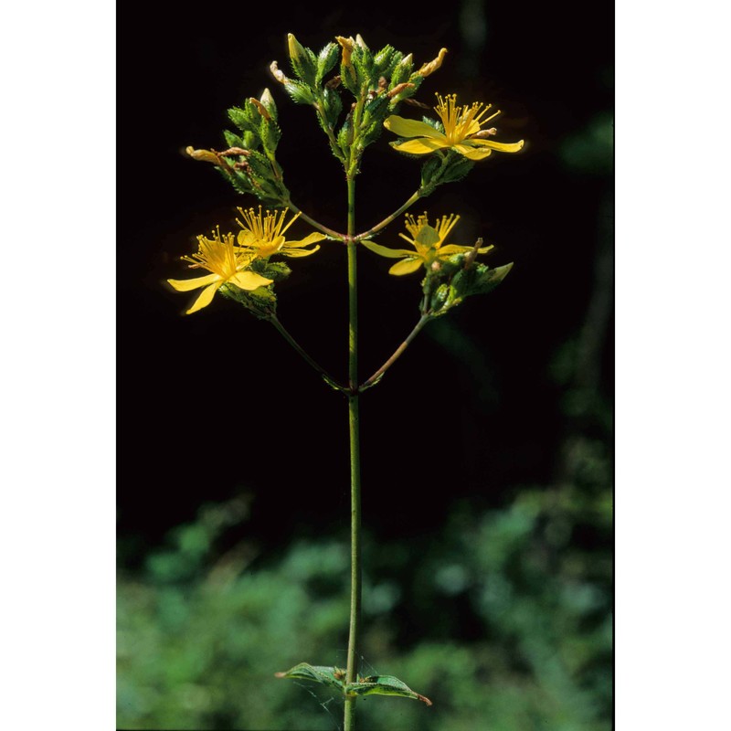 hypericum perfoliatum l.