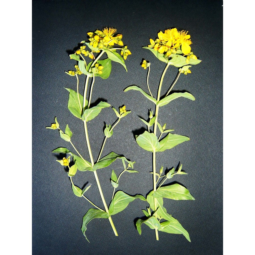 hypericum perfoliatum l.