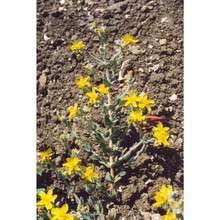 hypericum pubescens boiss.