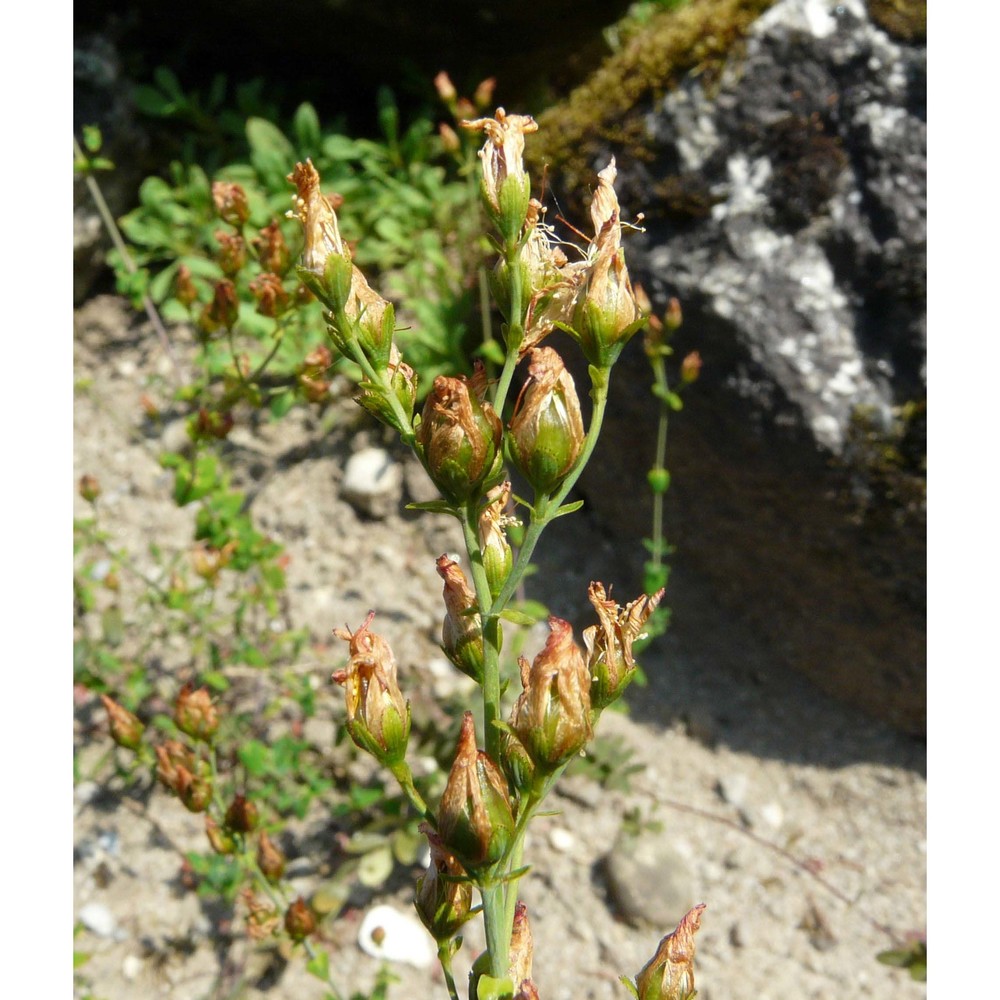 hypericum pulchrum l.