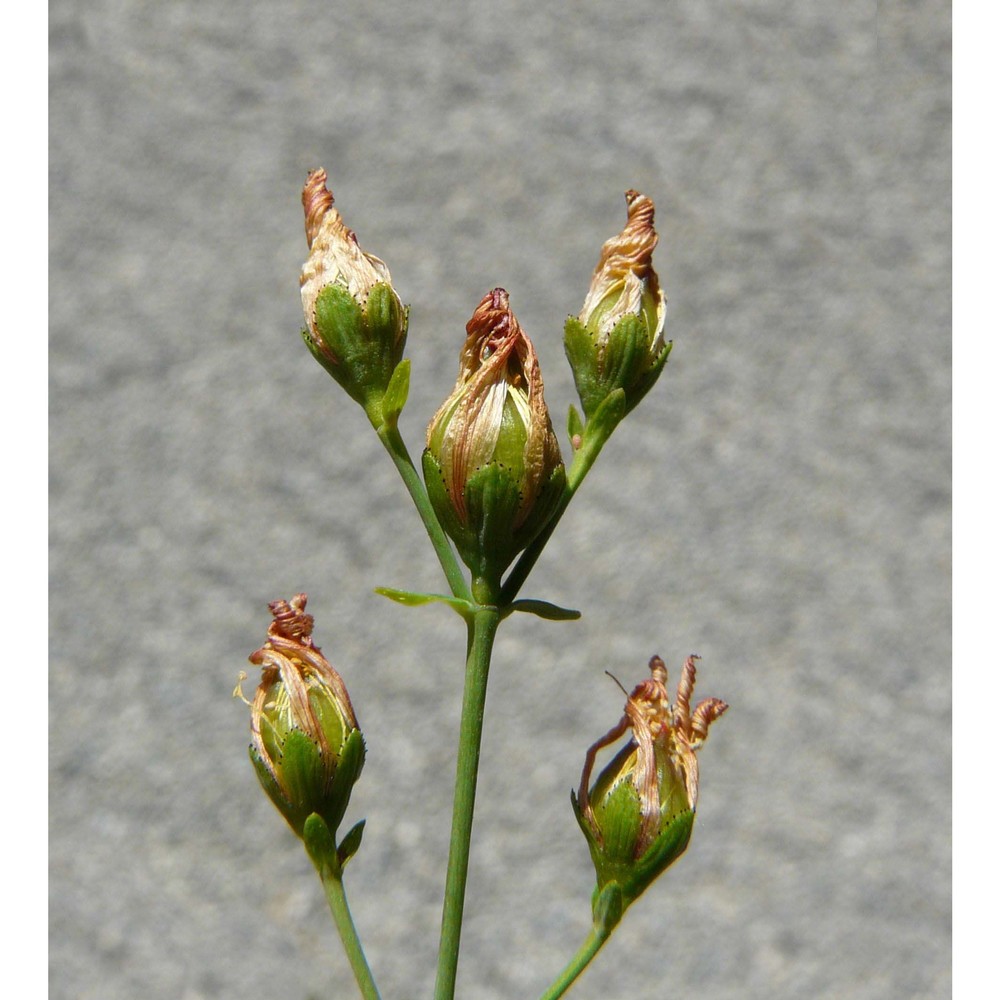 hypericum pulchrum l.