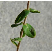 hypericum pulchrum l.