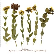 hypericum richeri vill. subsp. richeri