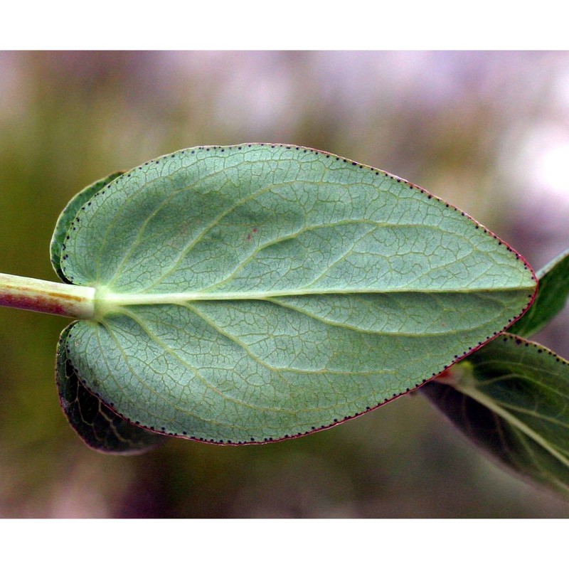 hypericum richeri vill. subsp. richeri